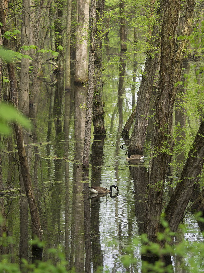 Wetlands near Fort Frederick, MD